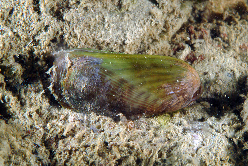 Musculista senhousia